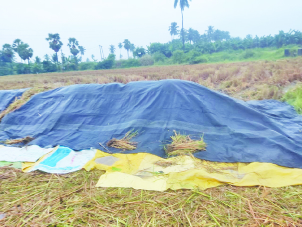 అకాల వర్షంతో.. రైతులకు ఇక్కట్లు 