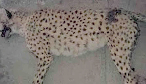 చిత్తూరు జిల్లాలో వాహనం డీ కొని చిరుత మృతి