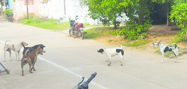 భయపెడుతున్న గ్రామ సింహాలు