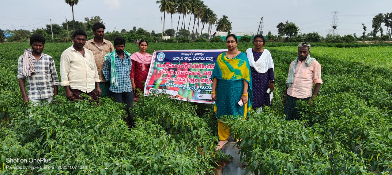 మిర్చి తోటల్లో సస్యరక్షణ చేపట్టాలి