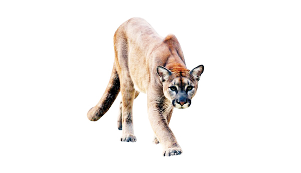 Cougars-and-Cheetahs-for-the-state