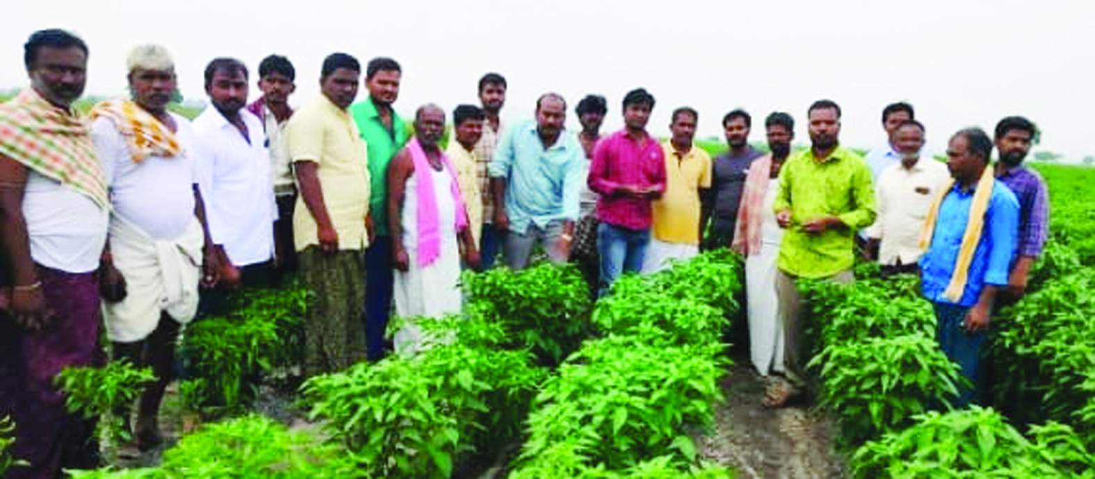 తెగుళ్లపై రైతులకు సూచనలు ఇస్తున్న ఎఒ