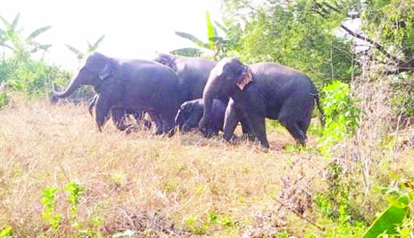 తులసిరామినాయుడువలసలో సంచరిస్తున ఏనుగుల గుంపు