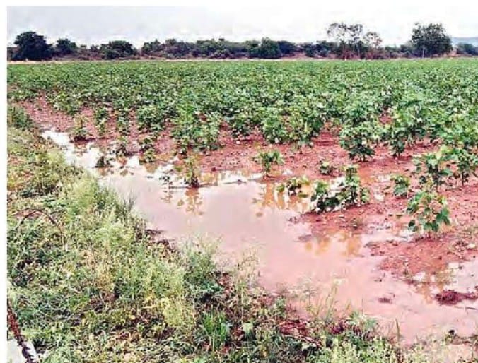 వానతో పైర్లకు ఊపిరి