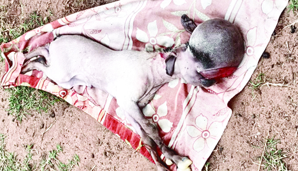 మనిషి తలపోలిన మేకపిల్ల జననం