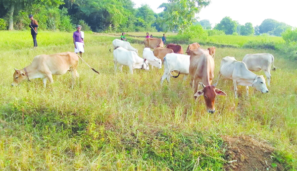 కరువు కనిపించదా?