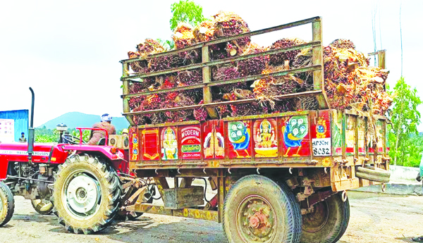 Oilpalm-farmers-donkeys-Prices-at-ground-level