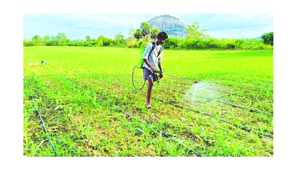 మొక్కజొన్న రైతుకు'కత్తెర' పోటు.!