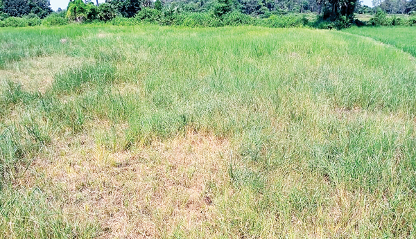 చి'వరి' తడులకూ నీరు కరువు