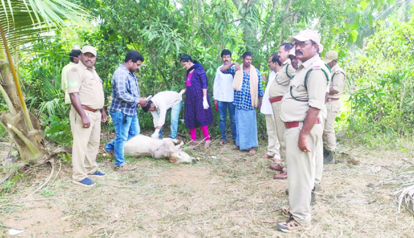 అంతు'చిక్కని' పెద్దపులి
