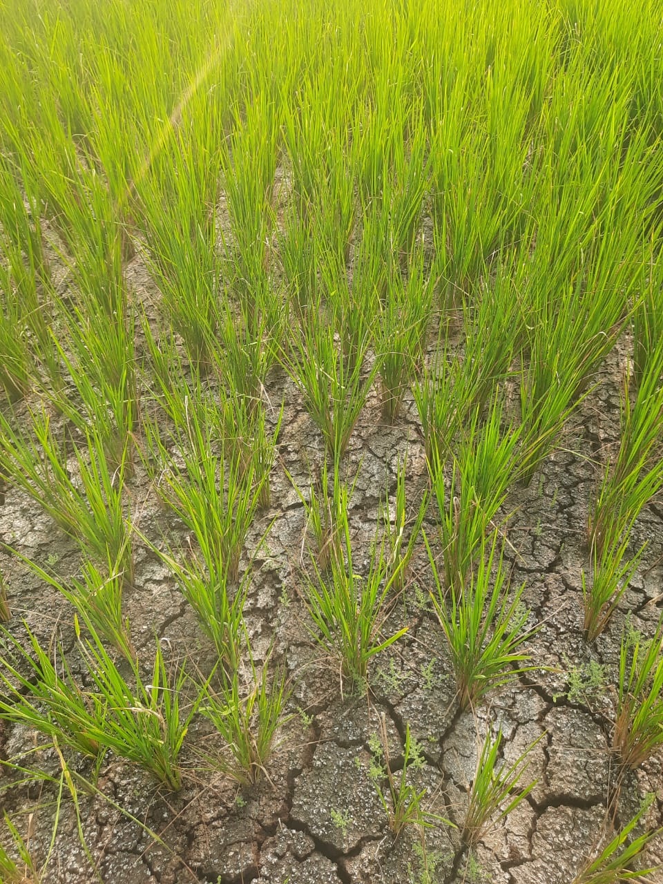 డెల్టాకు పొంచి ఉన్న నీటి ఎద్దడి