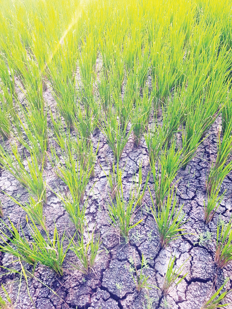 కరువుపై అయోమయం