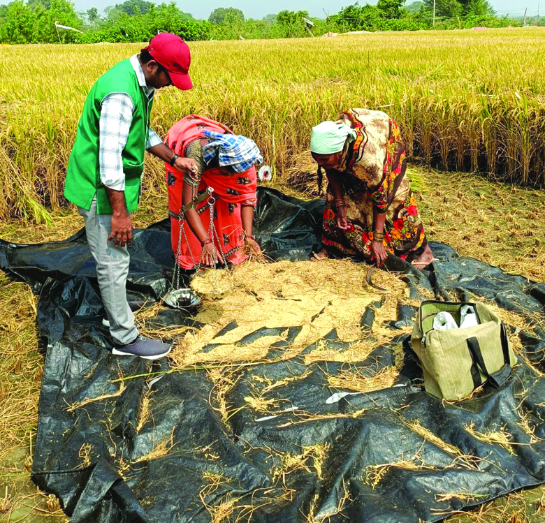 వరి పంట కోత ప్రయోగం