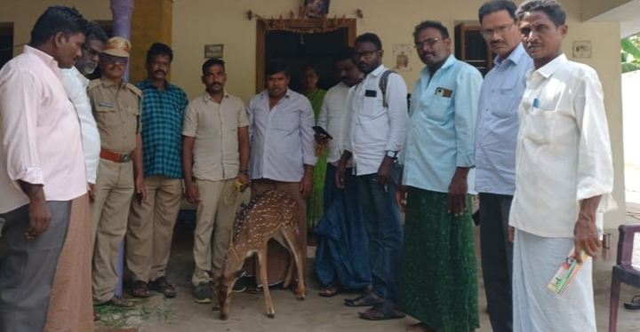 జనారణ్యంలోకి జింక..!