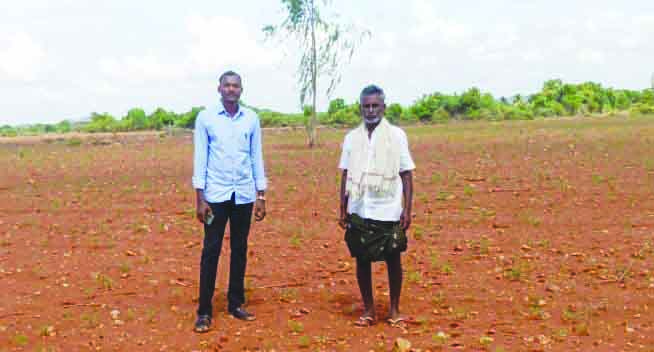 మినుము పంట పరిశీలన