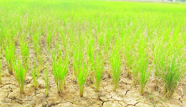 కరువు తరుముకొస్తున్నా కనికరం లేదా?