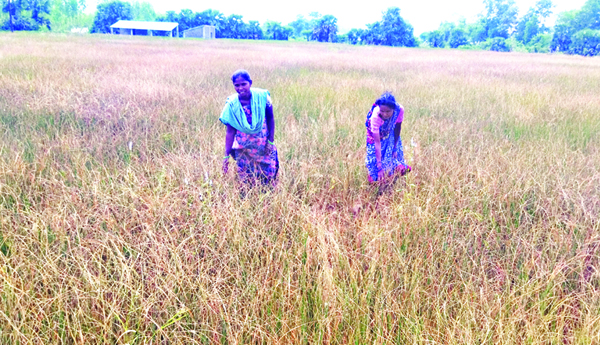 ఎండుతున్న వరి