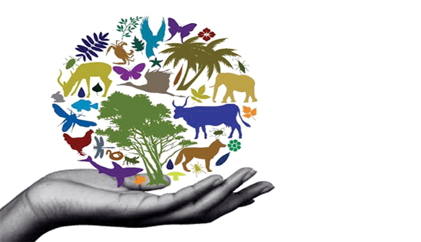 ఎలా కాపాడుకోవాలి?