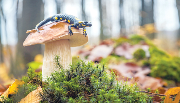 ఎలా కాపాడుకోవాలి?