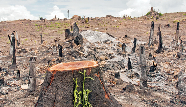 భవిష్యత్తుకు భరోసా.. జీవ వైవిధ్య సంరక్షణ..