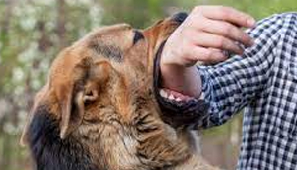 bite