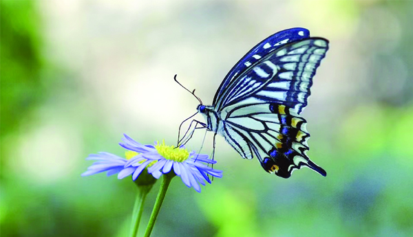 butterfly