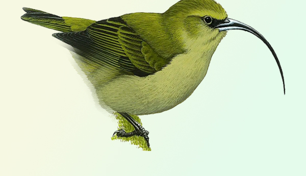 Environmental-protection-with-biodiversity