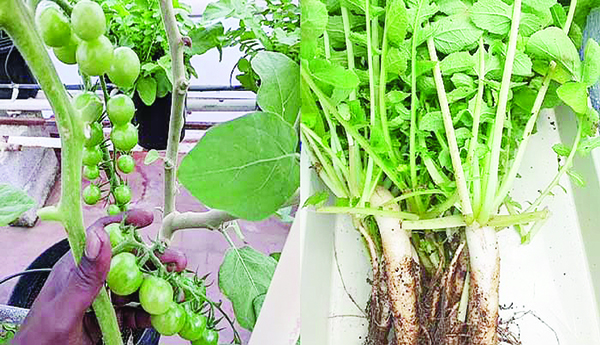 plants 