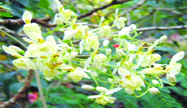 పూలు.. తేనెలూరు..