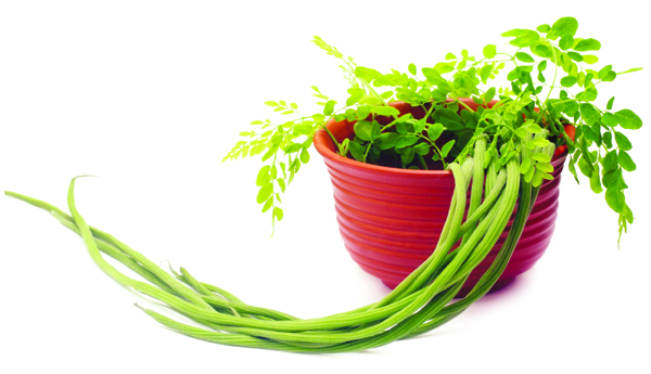 విత్తనంతో నీటిశుద్ధి..!