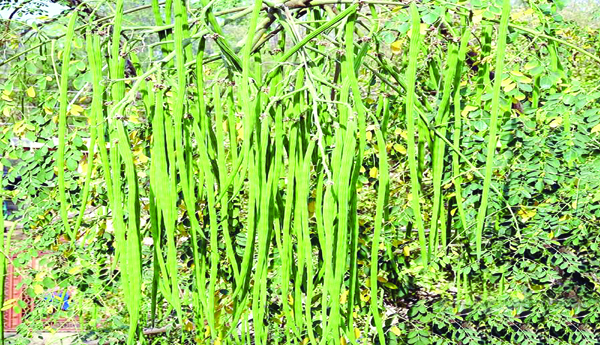 వహ్వా... మునక్కాడ !