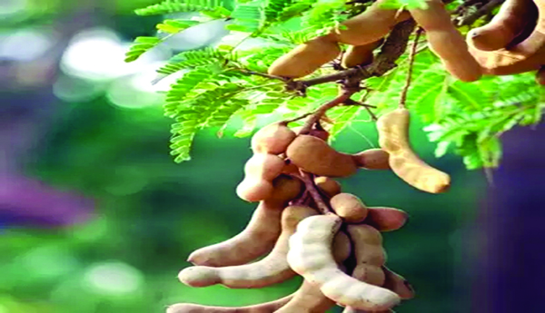 చింతాత.. జితా.. జితా.. !