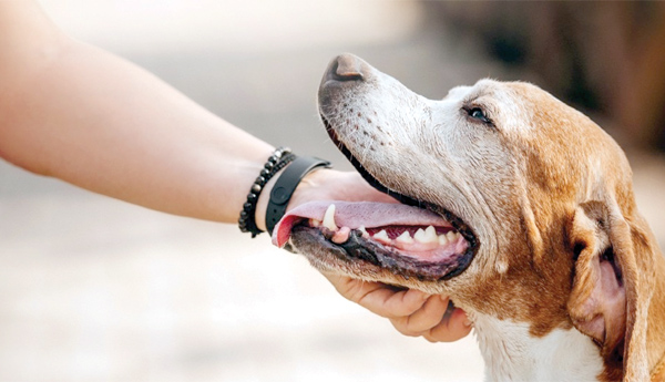 dog