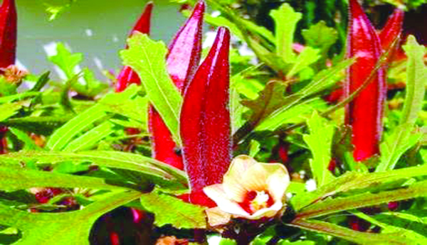 కలర్ఫుల్ కూరగాయలు