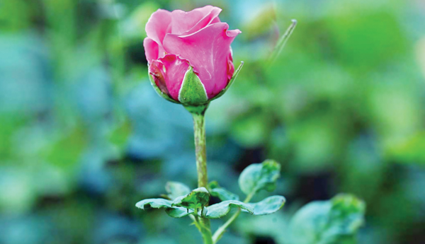 flower
