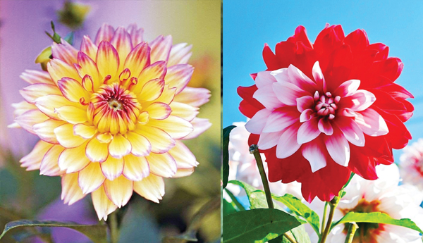 flower