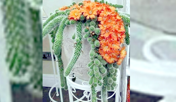 ఫ్లవర్ కాక్టస్