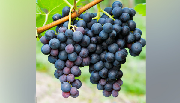grapes