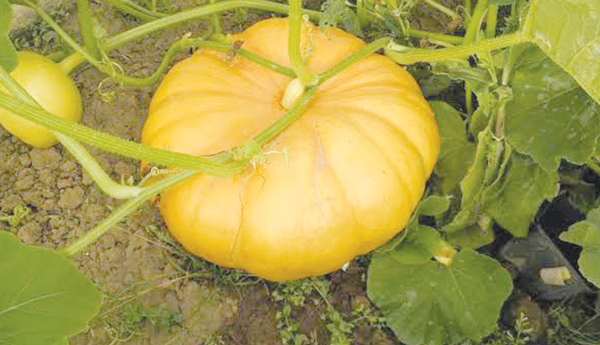 gumadi