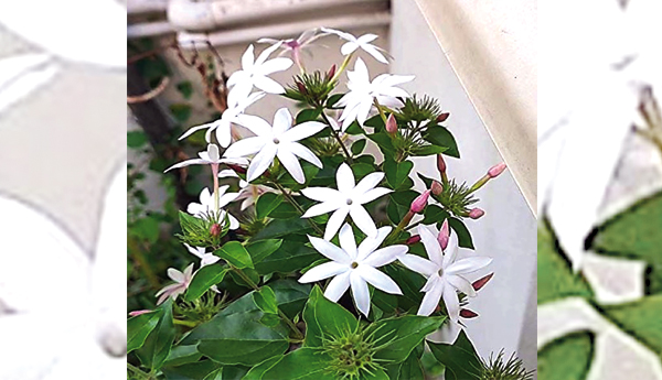 కాగడా మల్లి
