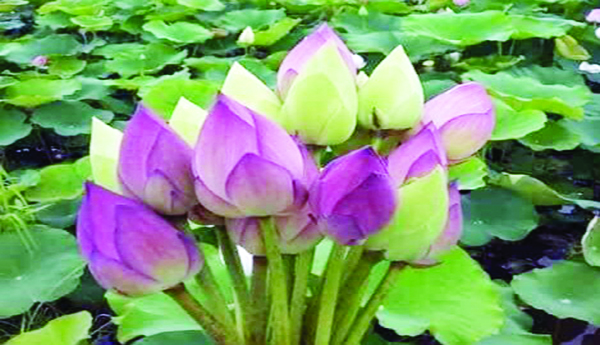 kaluva