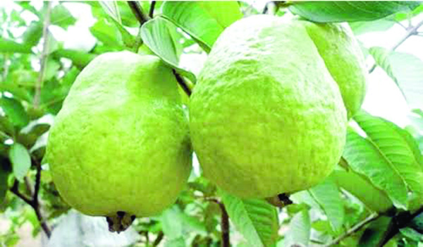 భళారే! కేజీ జామ: చూడ్డానికి కనువిం