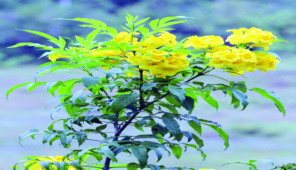 పసుపు బాకా పూలమొక్క