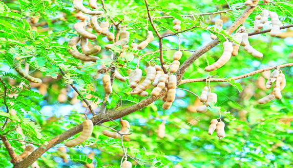 చింత, సీమచింత మన సామాజిక వృక్షాలు. బంజర భూములు, అటవీ భూముల్లోనూ, చిత్తడి నేలల్లోనూ పెరిగే చెట్లివి. ఆలనా పాలనా లేకపోయినా, నీటివనరు లేకపోయినా తట్టుకుని పెరిగే చెట్లివి. ఇవి వందల సంవత్సరాలు మనగలుగుతాయి. మనం వంటల్లో ఉపయోగించే చింతపండు ఈ చింతకాయల నుంచే వస్తుంది. దీన్ని 'భారతదేశపు ఖర్జూరం' అంటారు. ఇది ఫాబేసి కుటుంబంలో సిసాల్పినాయిడే ఉపకుటుంబానికి చెందినది. దీని శాస్త్రీయనామం టేమరిండస్ ఇండికా. కొద్దిగా వగరు, ఇంకొద్దిగా తీపి ఉండే రింగు రింగులు తిరిగిన సీమచింతను జంగిల్ జిలేబి అంటారు. ఎన్నో ఔషధ గుణాలు కలిగిన సీమచింతలో క్యాల్షియం, ఫాస్పరస్, ఐరన్, నియాసిన్, విటమిన్ 'సి'లు పుష్కలంగా ఉంటాయి. సీమచింత చెట్టుకి నిండా ముళ్లుంటాయి. వీటి ఆకుల్ని మేకలు, గొర్రెలు బాగా తింటాయి. అయితే ఇటీవల కాలంలో ఈ మొక్కల సంతతి తరిగిపోవడంతో అంతరించిపోతున్న జాబితాలోకి జీవవైవిధ్య మండలి చేర్చింది. ఒక్కో చెట్టు 50 అడుగుల ఎత్తు వరకూ పెరుగుతుంది.