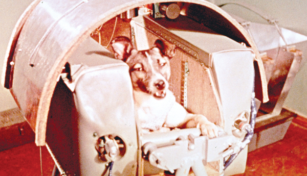 dog