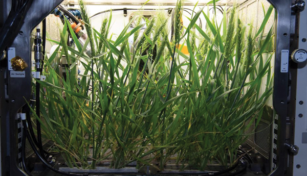 Rice-crop-on-the-red-planet
