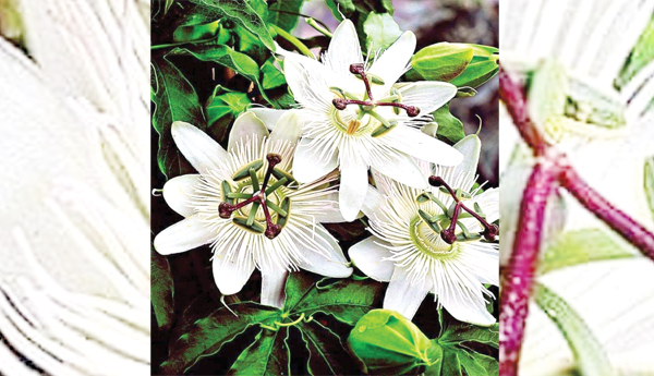 శ్వేత సుధ పూలు
