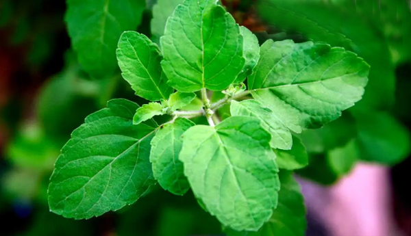 tulasi