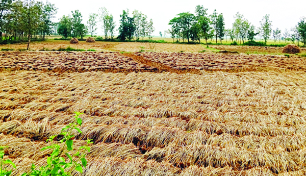 వంగర మండలంలో పొలంలో తడిచిన వరిచేలు
