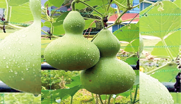 భలే బాటిల్ గార్డు..